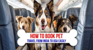 How to Book Pet Travel from India to USA Easily.